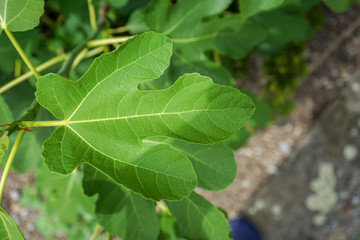 green leaf of fig tree, ficus carica, close up view
