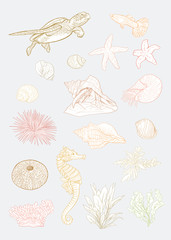 Sea collection. Original hand drawn. Vector illustration. Color outline hand drawing.