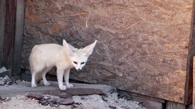 Fennec foxes (Vulpes zerda). Wildlife animal.