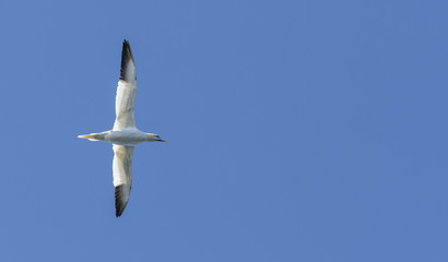 Gannet in Flight