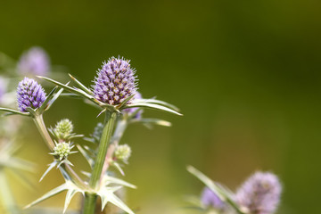 Close up view of sea holly flowers on a warm sunny day