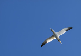 Gannet in Flight