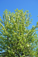 appletree, green, spring, plant, flower, tree, nature, blossom, white, garden, leaf, branch, bloom, flowers, leaves, fresh, cherry, blooming, flora, closeup, season, summer, herb, natural, bush
