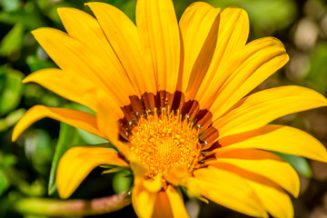 Garden with yellow flowers