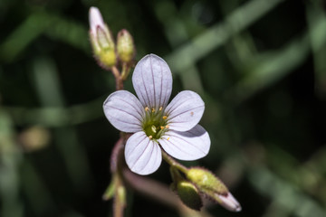 Fototapeta premium White flower
