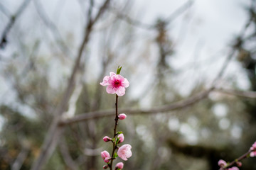 Cherry blossom in Morocco