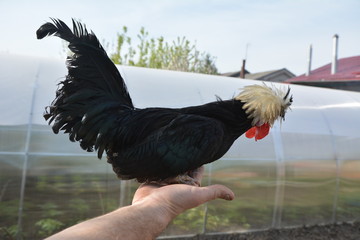 a black Turkey with a red scallop and a white tuft sits on the farm, looking at the greenhouse and...