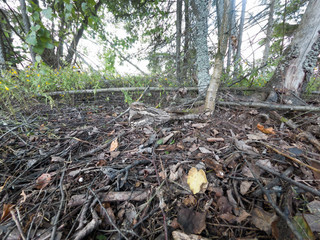  Caprimulgus europaeus. The nest of the European Nightjar in nature.