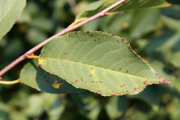 Cherry leaf spot is caused by ascomycete fungus Blumeriella jaapii (formerly known as Coccomyces hiemalis). Fungal disease of cherry © kazakovmaksim