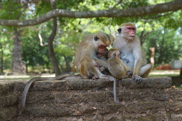 Naklejka premium Two toque macaques in Sri Lanka