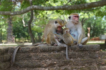 Two toque macaques in Sri Lanka