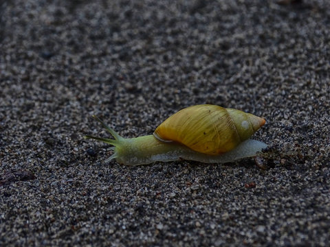 churo caracol
