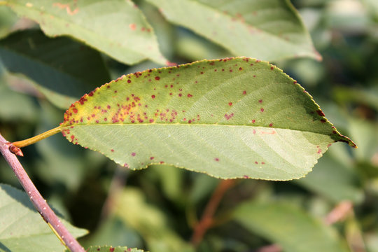 Cherry leaf spot is caused by ascomycete fungus Blumeriella jaapii (formerly known as Coccomyces hiemalis). Fungal disease of cherry