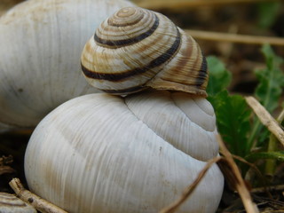 snail, shell