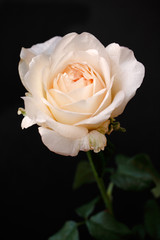 Portrait of pastel apricot colored rose flower on the black background