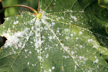 Powdery mildew on Norway Maple. Maple tree fungal disease © kazakovmaksim