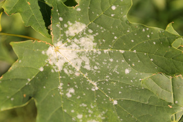 Powdery mildew on Norway Maple. Maple tree fungal disease