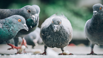 Flock of pigeons eating bread on the street. Dove crowd