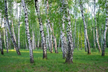 Foto op Plexiglas birch grove in spring, trees green foliage, horizontal composition © balakleypb