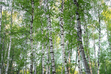 Fototapeta premium pnie drzew w brzozowym gaju, latem