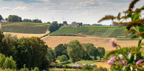 vineyard at Maastricht