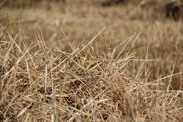 Strohreihe auf einem Stoppelfeld 