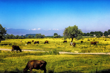 Fototapeta na wymiar Cows graze in the meadow in late summer against the backdrop of mountains in Central Asia
