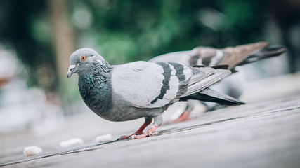 Pigeon eating bread on the street. Beautiful dove