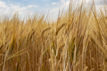 Ears of wheat in summer breeze
