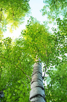 Fototapeta tree trunks of birches in summer, bottom view