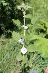 Flowering Althaea officinalis or common marshmallow plant with white flowers and green leaves