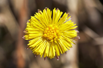 Yellow flower close-up on an abstract background of grass.