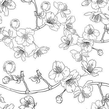 Seamless pattern, background with blooming cherry japanese sakura. Stock vector illustration.  Outline drawing.