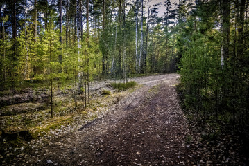 Fototapeta na wymiar forest roads and paths