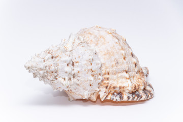 Big tropical sea shell warm ocean white