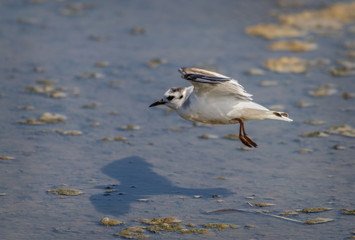 Little Gull