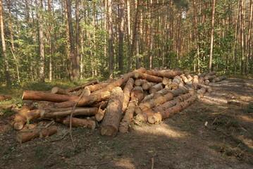 A pile of pine wood in the forest. Logs stacked along in a forest. Season of the summer. 