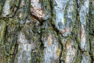 A picture texture of the bark of a tree similar to camouflage