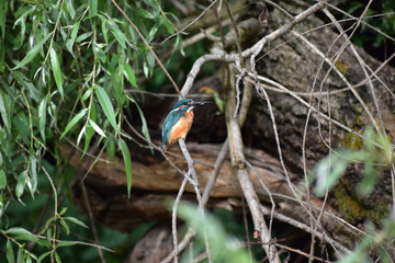 Kingfisher (Alcedo atthis) in the Danube Delta Biosphere Reserve, Romania, Europe
