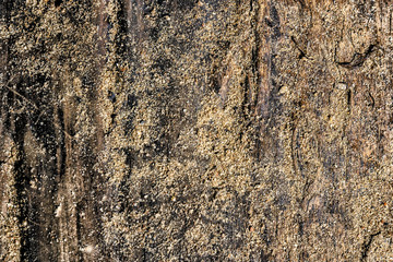 wood texture with sand Unpainted texture summer