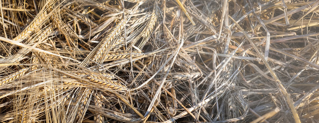 Freshly cut ripe rye at sunset, flat lay, banner