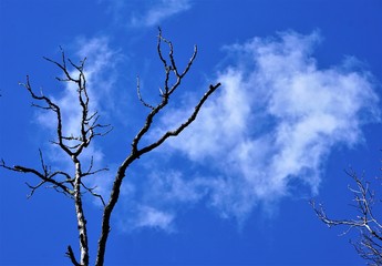 Silhouette of the tip of the tree against sky on the background, Winter in GA USA.