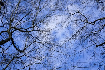 Silhouette of branches of the tip of the tree against the sky with clouds, Spring in GA USA.