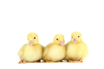 Little yellow ducklings on white background