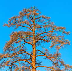 dried pine on the blue sky background