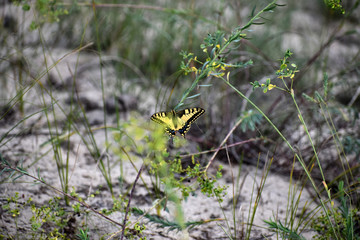 Butterfly resting - Sand dunes at Letea - in the Danube Delta Biosphere Reserve, Romania, Europe