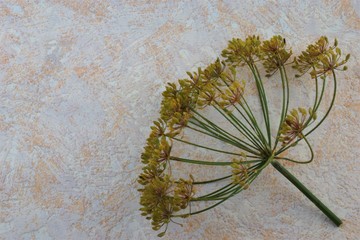 seeds of a garden plant dill on a stalk for spring planting in soil and cultivation