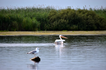 Pelican & Gull in the Danube Delta Biosphere Reserve, Romania, Europe