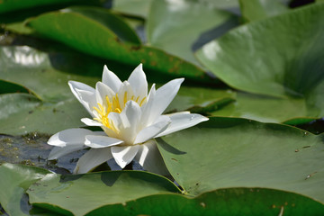 Water lily in the Danube Delta Biosphere Reserve, Romania, Europe
