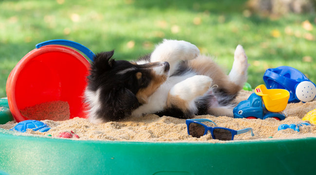 Collie-Welpe im Sandkasten